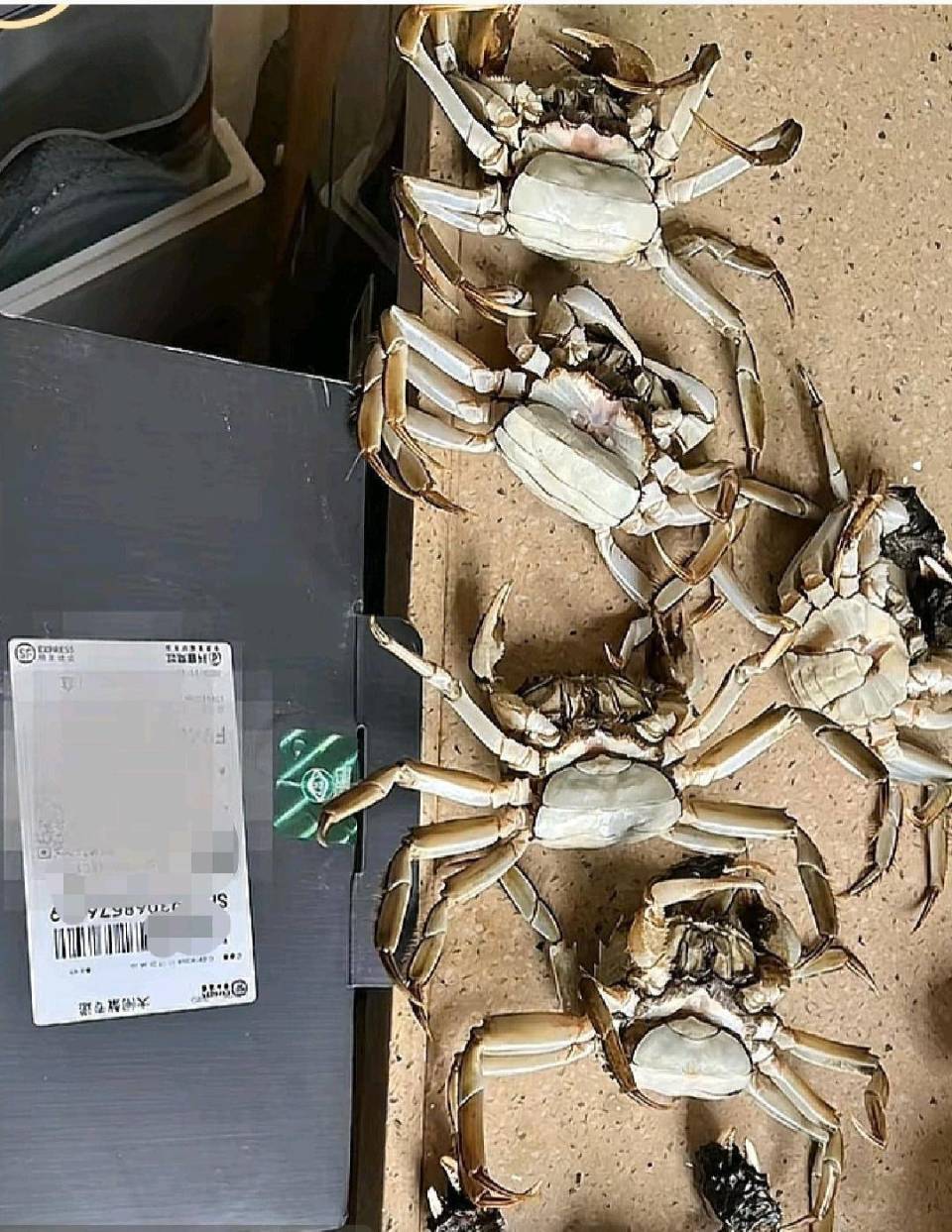 顾客网购8只螃蟹用AI合成死蟹骗退款，被行拘8日，这处罚合理吗？