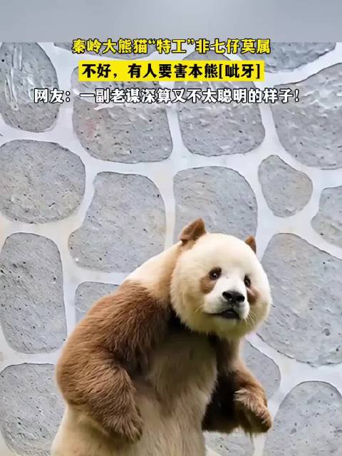 秦岭大熊猫七仔被称特工，网友调侃其老谋深算|非七仔莫属|要害|样子_新浪新闻