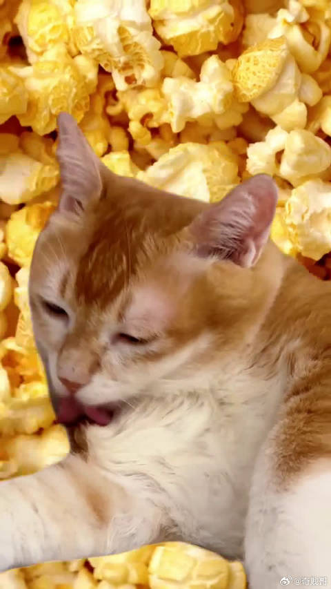 原来这就是小猫味!5.0 太喜欢吸猫了啊啊啊!|吸猫|猫_新浪新闻
