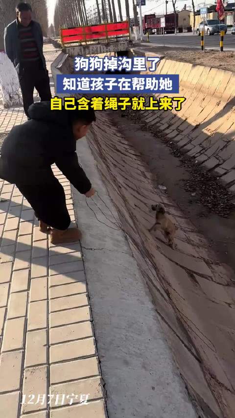 狗狗掉沟里了,知道孩子在帮助她,自己含着绳子就上来了|狗_新浪新闻