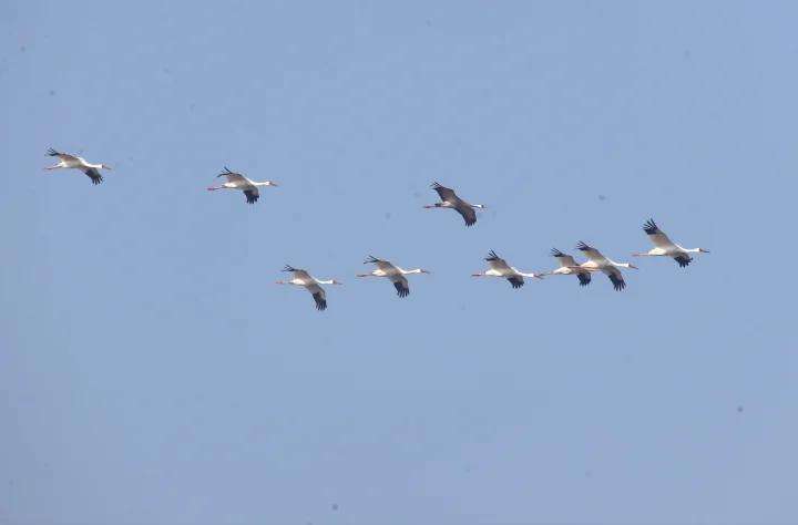 此次发现的白鹤共有29只。李理供图
