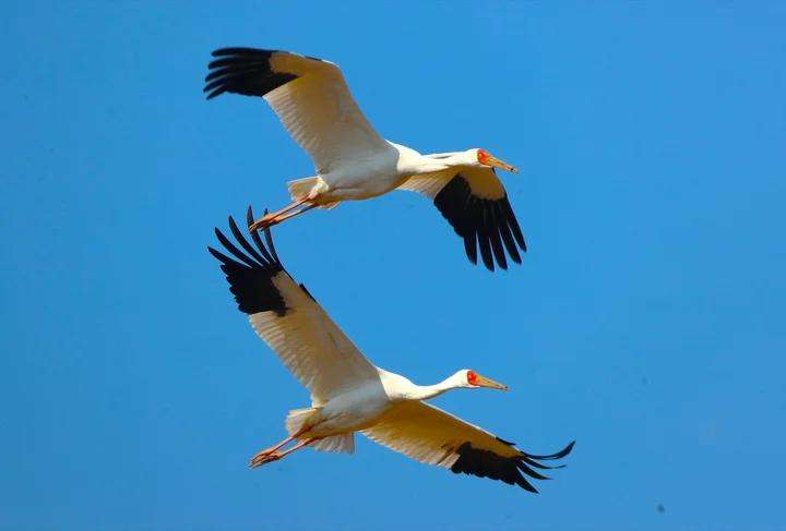 白鹤通身羽毛洁白，只有翅的前端（初级飞羽）为黑色。李理供图