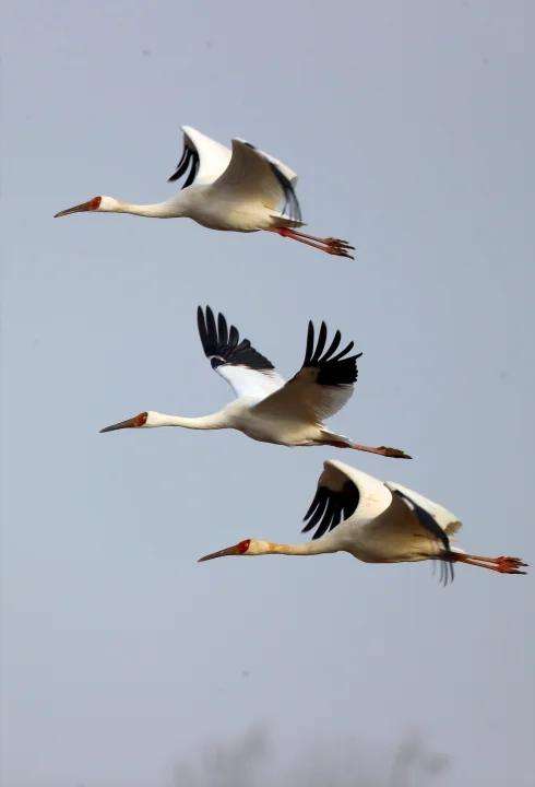 白鹤现身官厅水库。李理供图