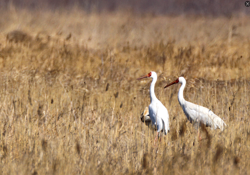 白鹤现身官厅水库。李理供图