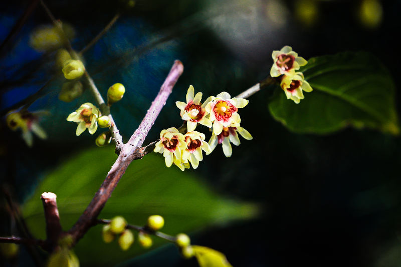 国家植物园早花蜡梅悄然绽放。国家植物园供图