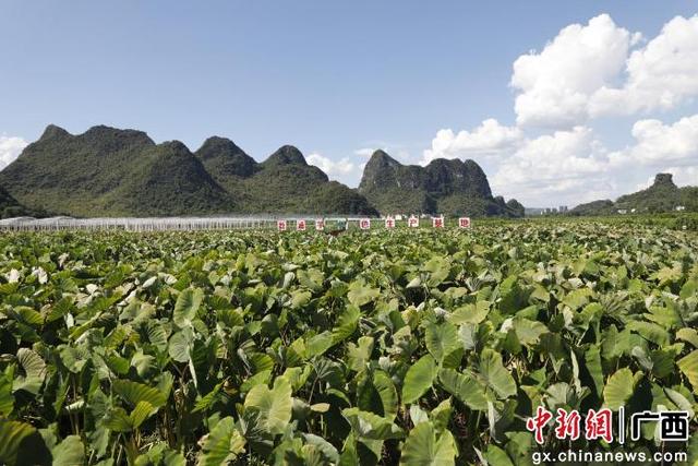 ͼΪ�����б�׼����������ֲ���ء��ܿ�Զ ��