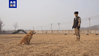 △训练时的“炙心”