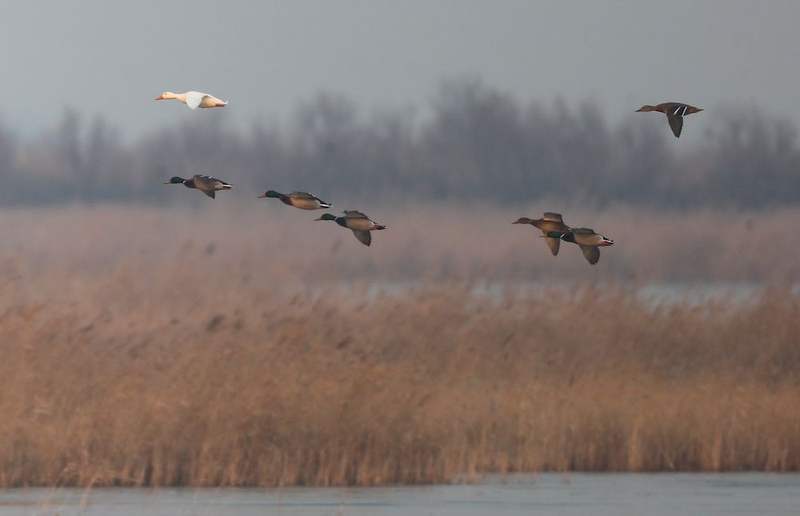2025年3月，官厅水库区域，家鸭与绿头鸭一同迁徙。