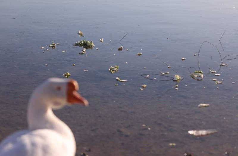12月3日，南海子公园，大鹅站在结冰的湖面上，四周有游客抛撒的菜叶。