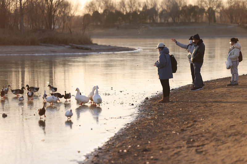 12月3日，南海子公园，游客在投喂绿头鸭群，其中有家养大鹅。