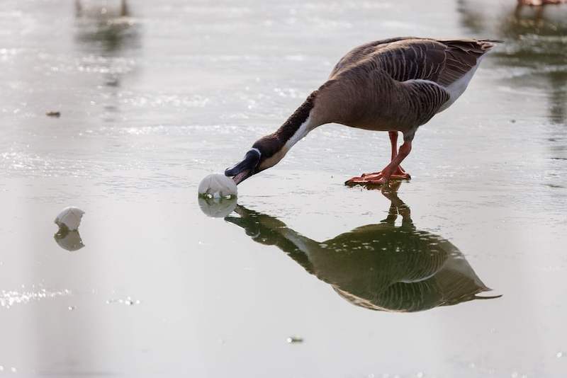 12月10日，奥林匹克森林公园，鸿雁在进食游客投喂的馒头。