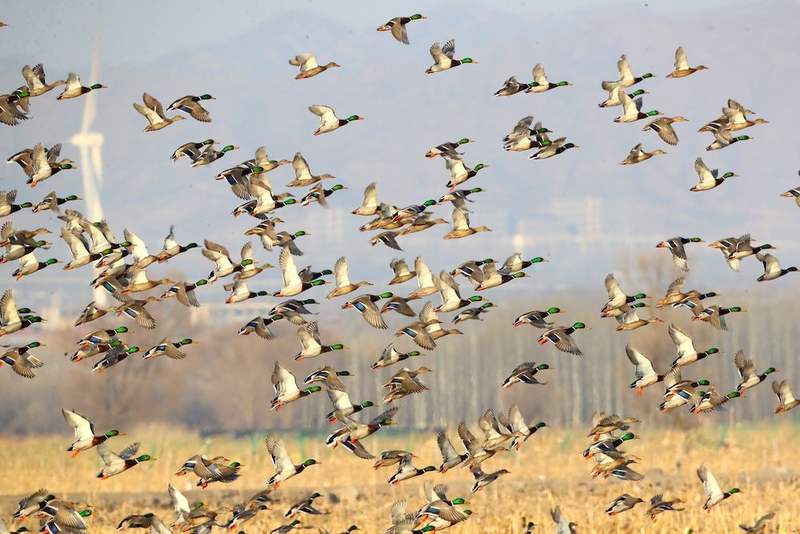 2025年3月，官厅水库区域的绿头鸭群。