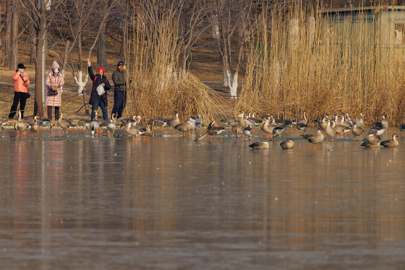 12月10日，奥林匹克森林公园，市民在向鸿雁进行投喂。