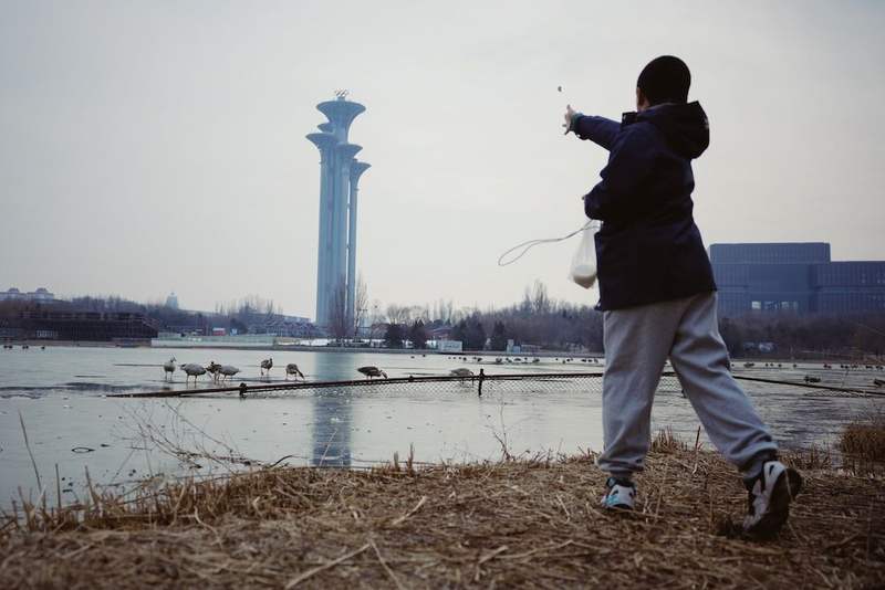 12月10日，奥林匹克森林公园，市民在向鸿雁、斑头雁投喂馒头。