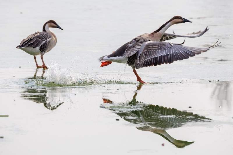12月10日，鸿雁在奥林匹克森林公园湖泊的冰面上嬉戏。