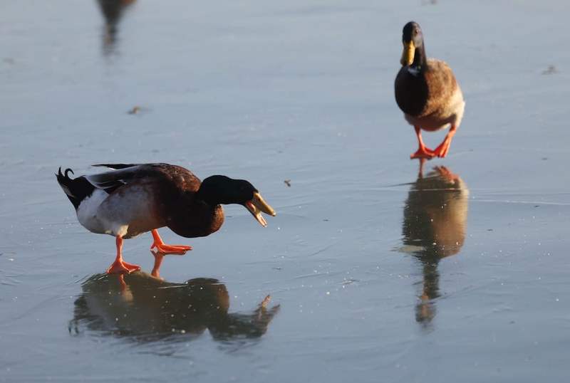 12月3日，南海子公园的绿头鸭正在进食，李理根据其毛色、体态推测其为杂交鸭。