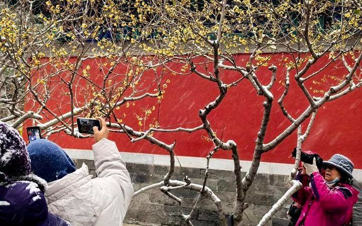 国家植物园蜡梅傲雪盛放。国家植物园供图