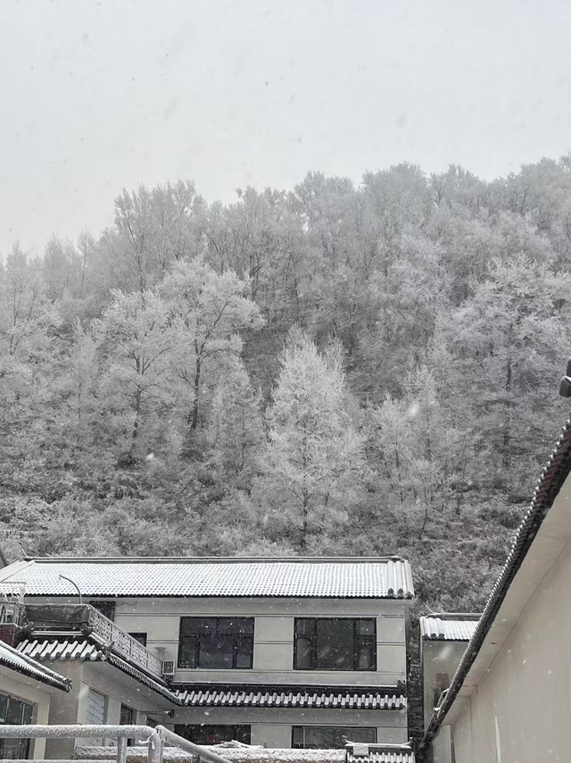 有着京西小雪乡之称的门头沟区清水镇江水河村12月12日一早迎来降雪。鲁琪 摄