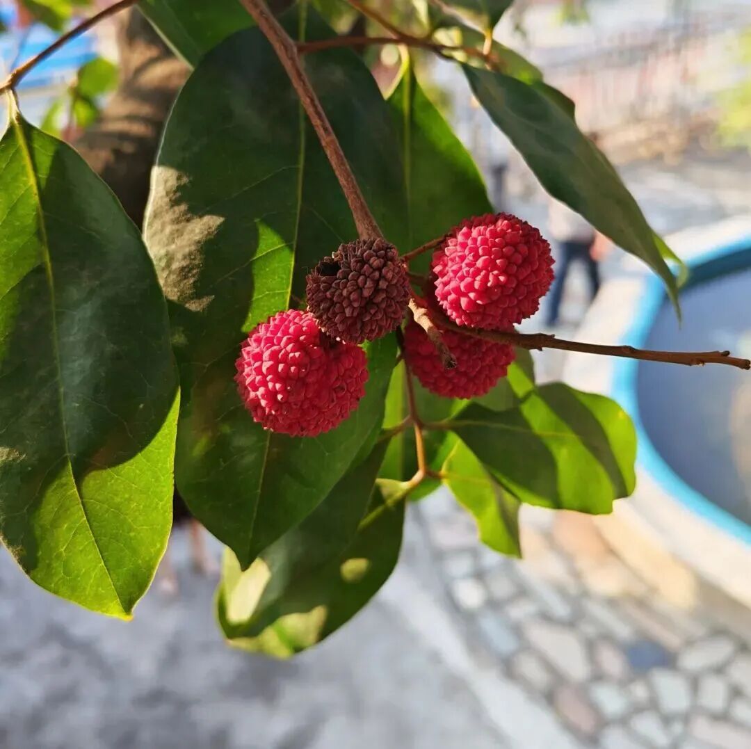 罕见!东莞一棵荔枝树在12月结果|荔枝|东莞市_手机新浪网