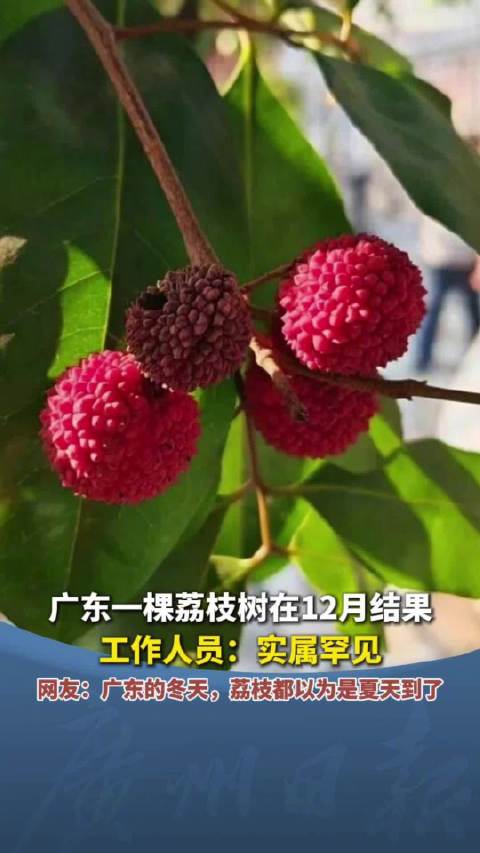 北方在下雪广东的荔枝树在结果|广东|荔枝_新浪新闻