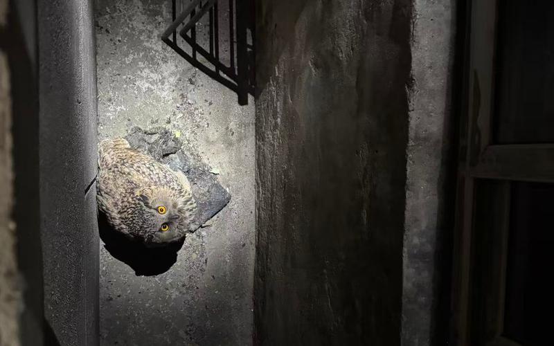 经专业人员辨认，被困的是国家二级保护动物——雕鸮。门头沟消防供图