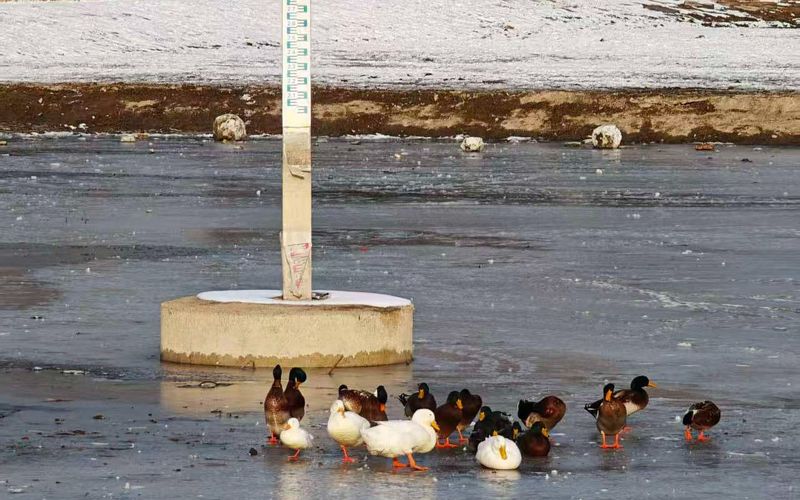 12月15日，太阳宫公园，冰面上的鸭子和鹅。新京报记者 王巍 摄