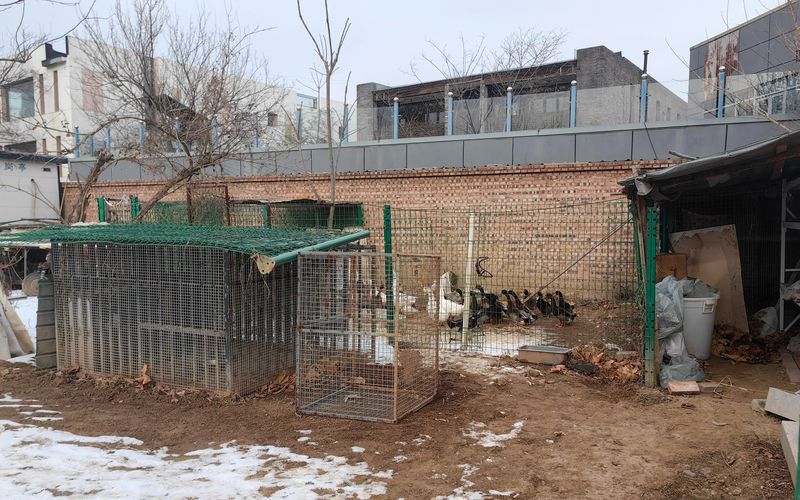 12月16日，公园已经将鸭子和鹅集中在安置点。杨震辉供图