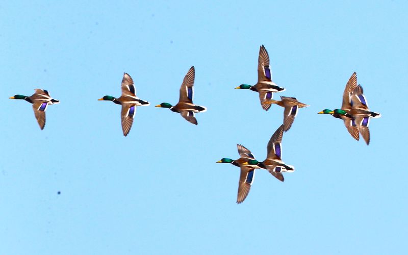 2025年2月，在官厅水库监测到的野生绿头鸭。黑豹野生动物保护站供图