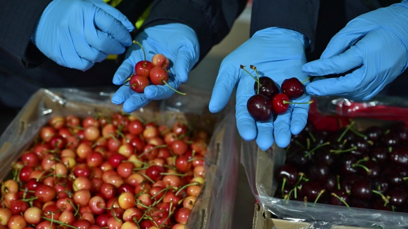 “贵族”车厘子又被“打下来”：批发价跌两成，直播间吆喝地板价