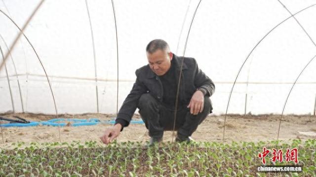 种植户查看西瓜苗长势。蔡雨欣摄
