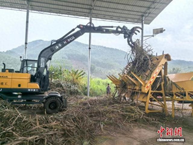 12月12日，梁彬驾驶的甘蔗分步式机收农机在作业。中新社记者 蒋雪林 摄