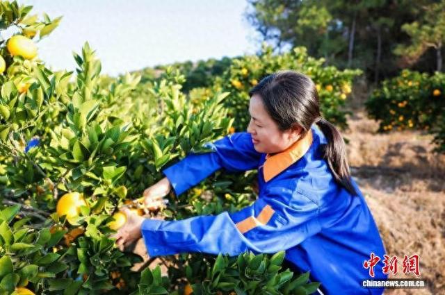 近日，农户采摘胡柚。常山县农业农村局 供图