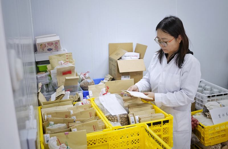 国家植物园（北园）正高级工程师孟昕在干燥间检查种子。新京报记者 薛珺 摄