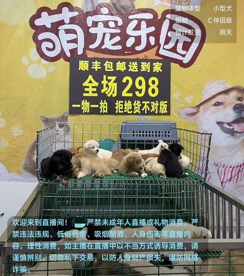一售卖宠物狗的直播间，将顺丰包邮送到家作为销售噱头。视频截图