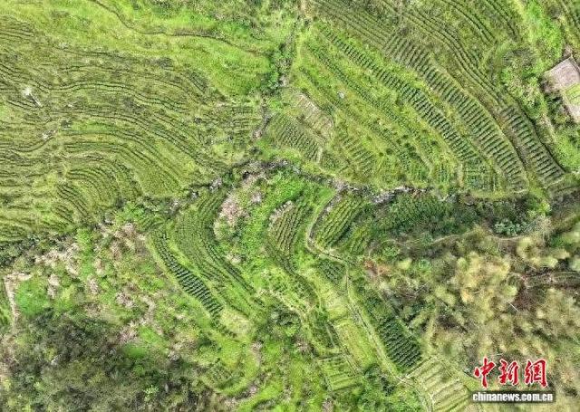 图为航拍江西省上饶市铅山县河红茶高山茶园。铅山县委统战部供图