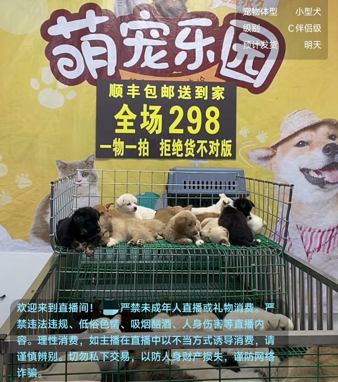 江苏徐州宠物邮寄乱象调查：无需检疫证明，与普通快递混装运输