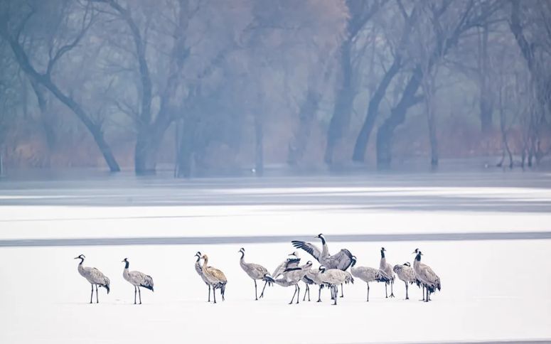 国家二级保护动物灰鹤在唐指山水库冰面停歇。图片来自“北京顺义”微信公众号