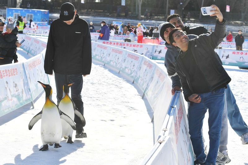 2025年12月25日，陶然亭冰雪嘉年华，游客跟企鹅合影留念。新京报记者 薛珺 摄