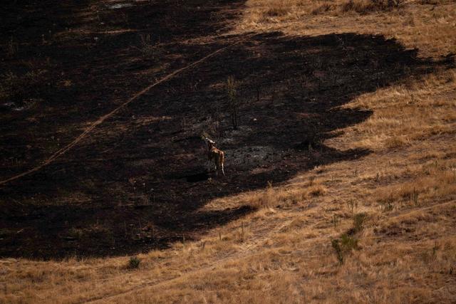 2025年8月14日，科索沃地区一个村庄附近，一头牛在火灾后的烧毁区域吃草。在欧洲各地，持续的热浪助长了野火，数千人被迫离开家园。视觉中国 图