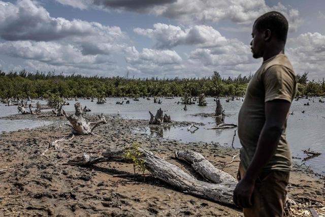 当地时间2025年8月5日，肯尼亚马雷雷尼，一名居民查看红树林区域。几年前，这里的红树林因死水和森林砍伐而遭到破坏。后来，在全球捐款帮助下，当地人开始种植、培育和保护这些树木。现今，这里已经恢复了数百万棵红树林，使鱼类资源和生物多样性得以恢复，保护了海岸线。视觉中国 图