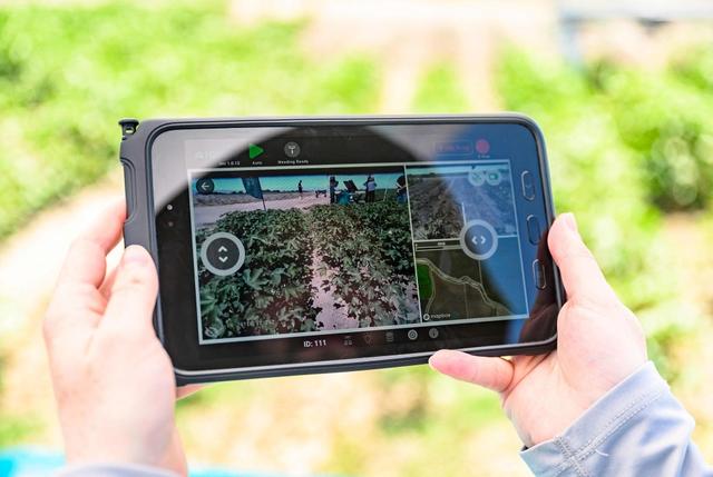 2025年6月26日，美国加利福尼亚州洛斯巴诺斯，鲍尔斯农场，一名操作员远程控制Aigen公司的一款由太阳能驱动的自主人工智能机器人“Element”。随着美国各地农场面临劳动力短缺，以及杂草对除草剂产生抗药性，初创公司Aigen推出了一种机器人解决方案，该公司表示这可以为农民节省资金，帮助保护环境，并使农产品远离有害化学物质。视觉中国 图