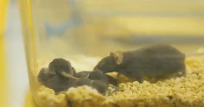 随神舟二十一号载人飞船返回的“太空小鼠”已成功孕育幼仔