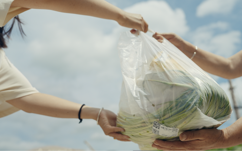 “团长”于琳娜发菜了。金家伟摄