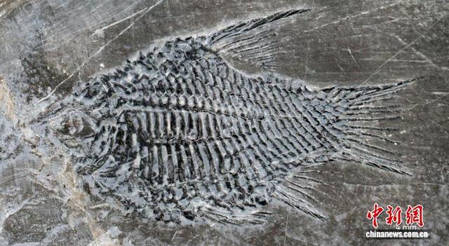 长城炮2.4T柴油皮卡缺点 长城炮四驱柴油版价格与性能有哪些区别