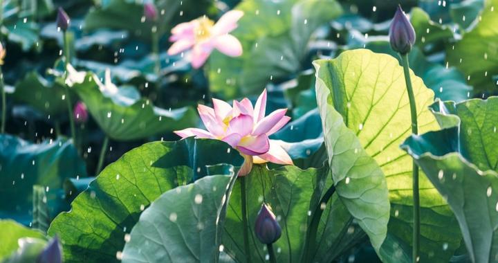 守住我们心里不可战胜的夏天