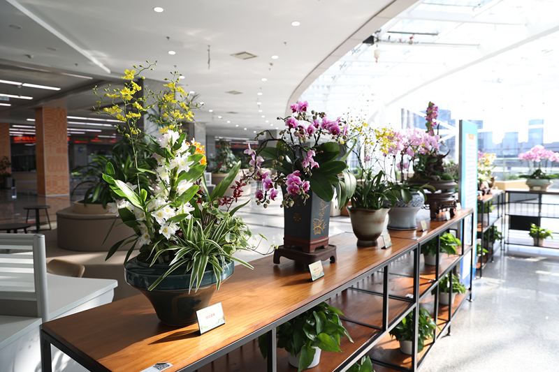 北京市政务服务中心的花卉园艺展。政数局供图