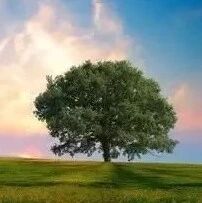 大树之恩，很多人看哭了！