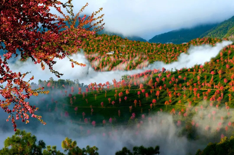 图片来源：云南省文化和旅游厅