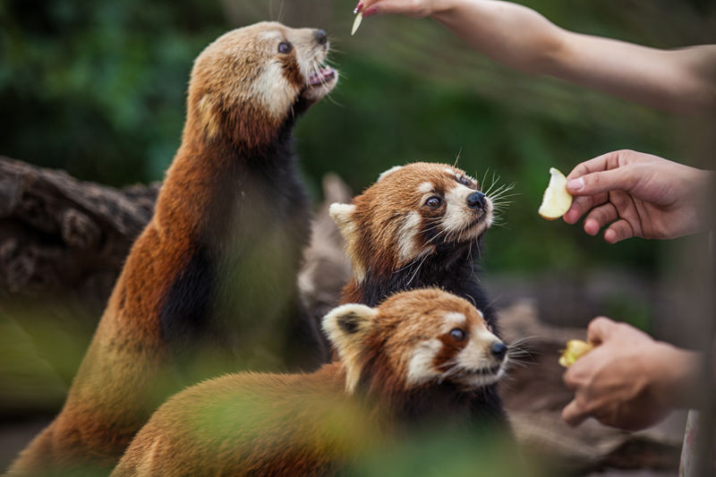 图片来源：云南省文化和旅游厅