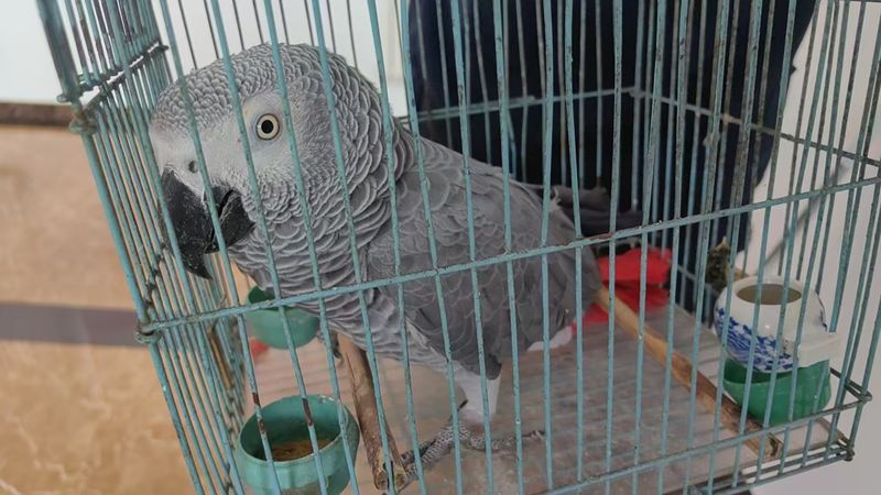 北京核心城区西城一年救助158只野生动物。西城区园林绿化局